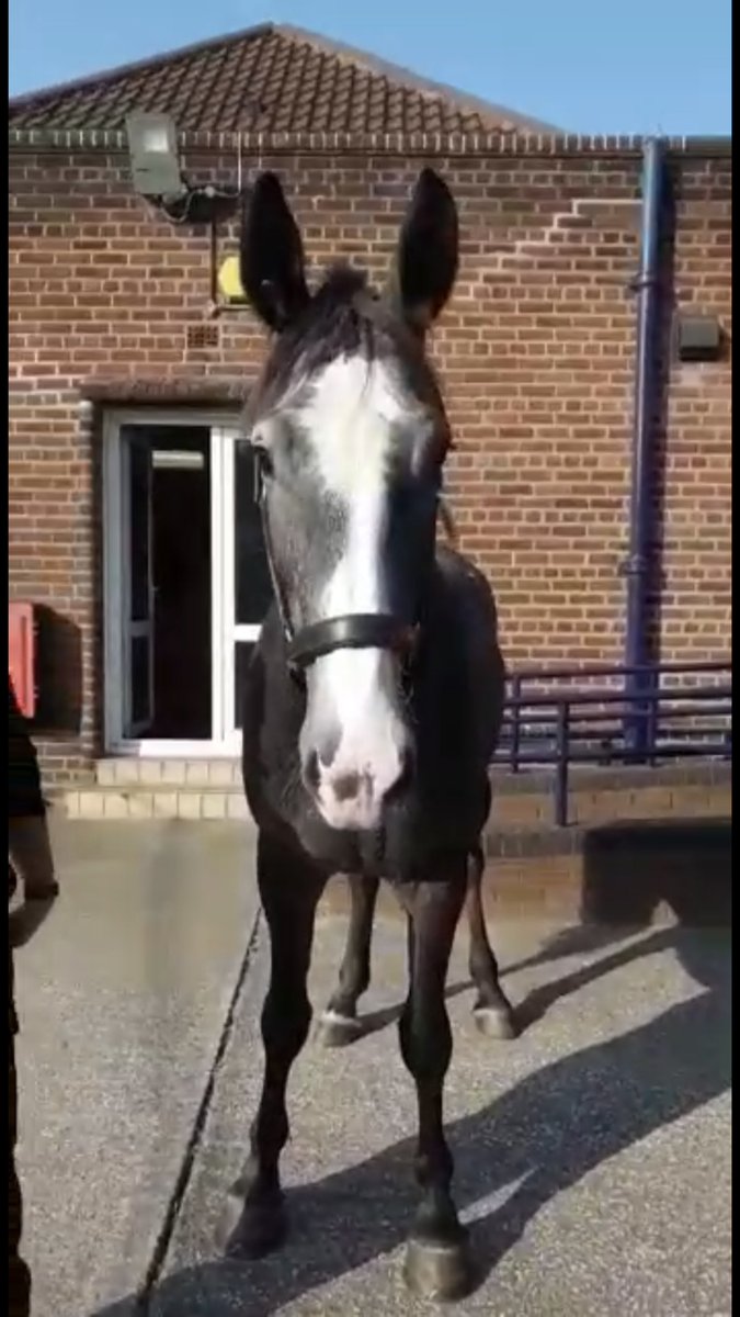 MerPolMounted's tweet photo. We would like to introduce Bouncer, a 4 year old Irish sports horse and currently he stands at 16.2HH. He was a little bit shy when he first arrived but has come out of his shell. He loves a cuddle and is the youngest on the yard #StandTall #PHBouncer #NewBoy https://t.co/Smzd9hM5NT