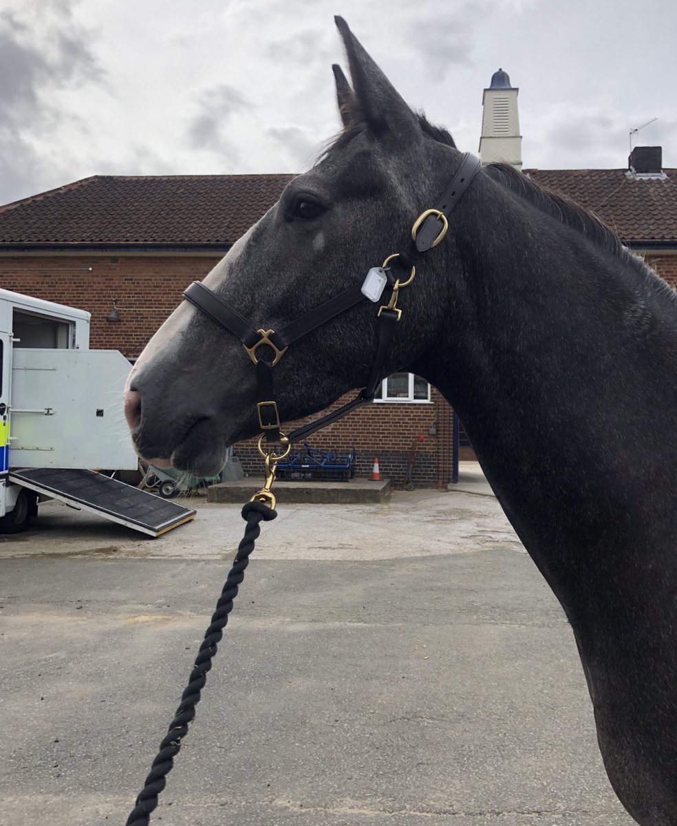 MerPolMounted's tweet photo. We would like to introduce Bouncer, a 4 year old Irish sports horse and currently he stands at 16.2HH. He was a little bit shy when he first arrived but has come out of his shell. He loves a cuddle and is the youngest on the yard #StandTall #PHBouncer #NewBoy https://t.co/Smzd9hM5NT