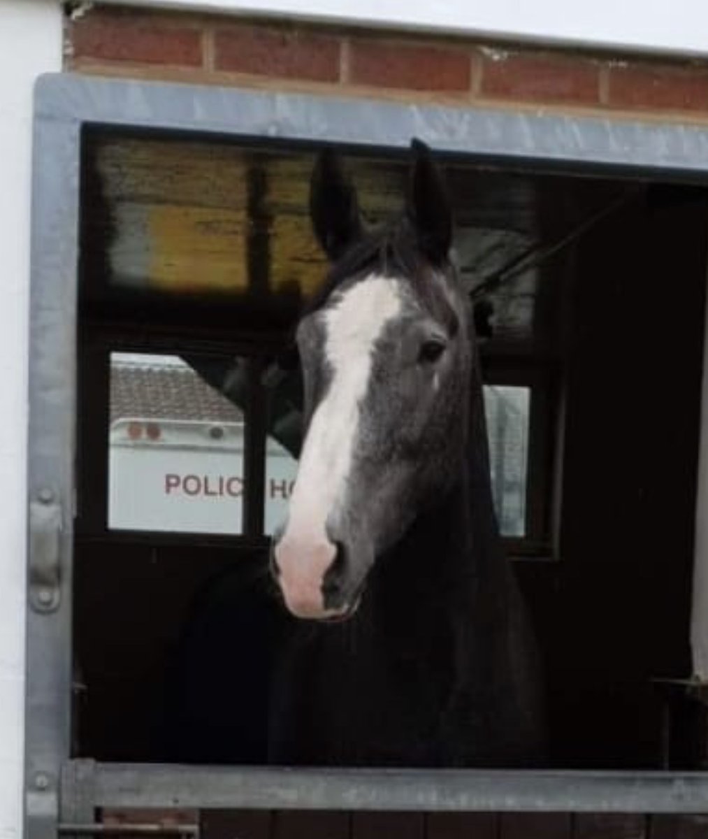 MerPolMounted's tweet photo. We would like to introduce Bouncer, a 4 year old Irish sports horse and currently he stands at 16.2HH. He was a little bit shy when he first arrived but has come out of his shell. He loves a cuddle and is the youngest on the yard #StandTall #PHBouncer #NewBoy https://t.co/Smzd9hM5NT