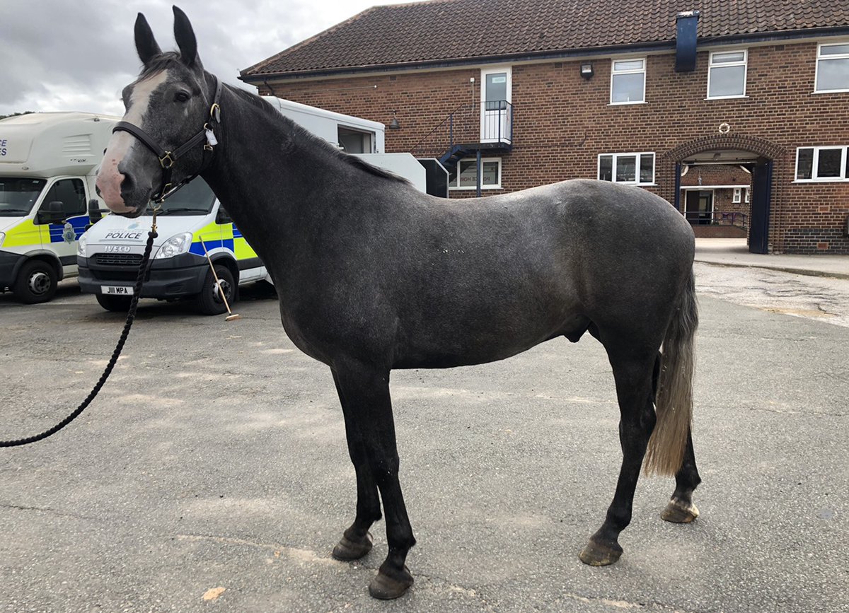 MerPolMounted's tweet photo. We would like to introduce Bouncer, a 4 year old Irish sports horse and currently he stands at 16.2HH. He was a little bit shy when he first arrived but has come out of his shell. He loves a cuddle and is the youngest on the yard #StandTall #PHBouncer #NewBoy https://t.co/Smzd9hM5NT