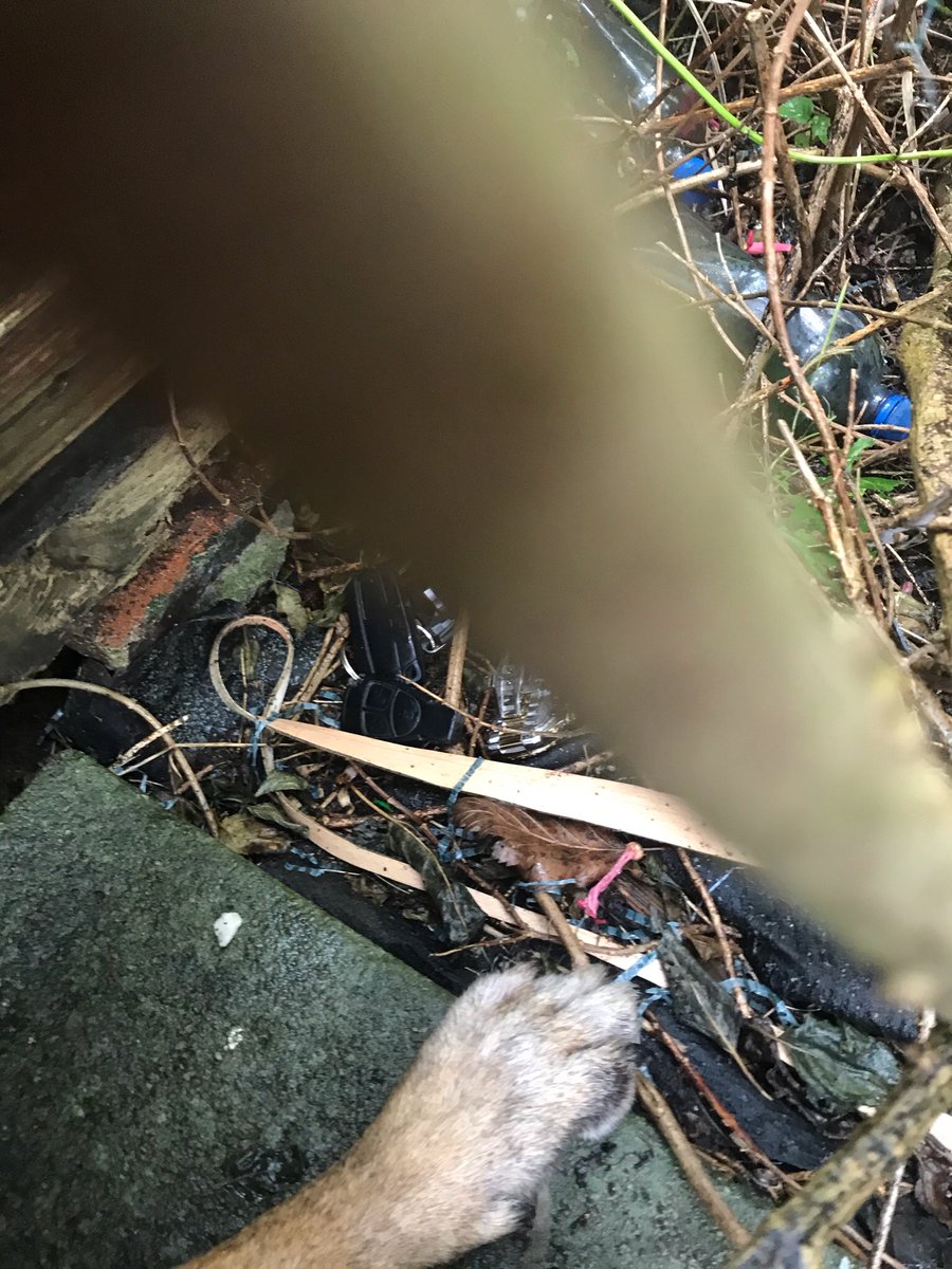 LancsPolDogUnit's tweet photo. Busy day for best friends PD Harri and PD Rhyker.First Harri locates a quantity of dugs in a house search in west, then PD Rhyker helps #Team3IR in darwen after they arrest 3 suspects who ran from a stolen car. Rhyker finds a jacket,car keys for the stolen and a watch. #team3dogs https://t.co/BzIGVd935L
