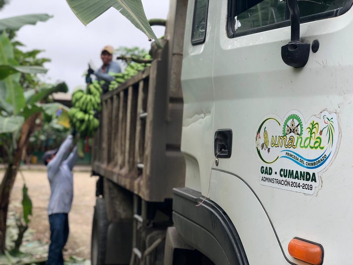 DigitalRiobamba's tweet photo. #NOTICIAS: @AgriculturaEc informa que más de 1.300 racimos de #banano se #dirigen desde la provincia de El Oro para #alimentar al #ganado de los cantones afectados de la provincia de #Chimborazo. https://t.co/gV1Ovf8VuY