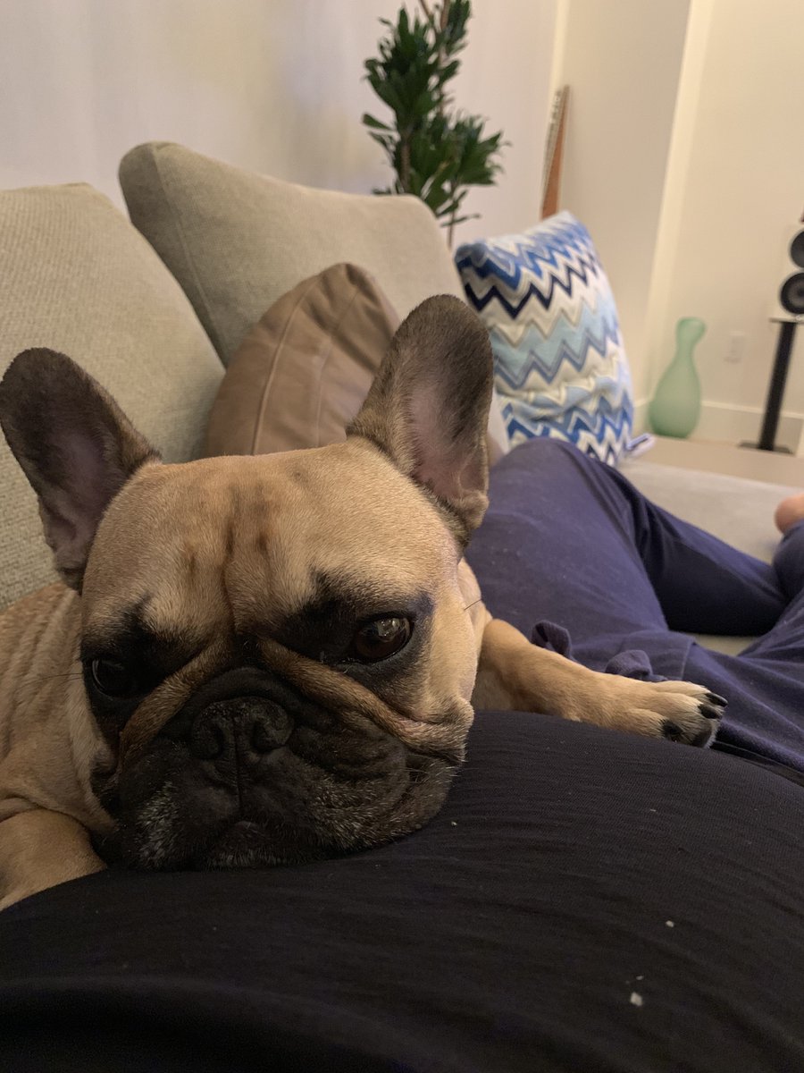 monotronic (@monotronicband) on Twitter photo Snookie is very serious today. Why? She's seriously ready for "Buy Yourself a Dream" to drop on Friday. πΆ Are you?
PRESAVE IT NOW: orcd.co/o6m1oxz
#doggo #mascot #musicvideo #music #musician #musicproducer #artistontherise #monotronic #frenchielove Snookie is very serious today. Why? She's seriously ready for "Buy Yourself a Dream" to drop on Friday. πΆ Are you?
PRESAVE IT NOW: orcd.co/o6m1oxz
#doggo #mascot #musicvideo #music #musician #musicproducer #artistontherise #monotronic #frenchielove
