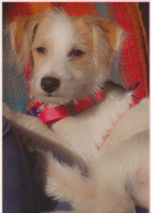 [PERRA PERDIDA] Se perdió hoy Mocka, mestiza pequeña (7kg aprox) parecida a un Jack Russell, de 6 meses en sector LOS DOMINICOS, Las Condes. Con collar y chapita. N de chip 900215000034476. Cualquier info al +56990163604 <a href="/Muni_LasCondes/">Las Condes</a> <a href="/botaspuesta/">Paula BotasPuestas</a> DF 🙏🏻