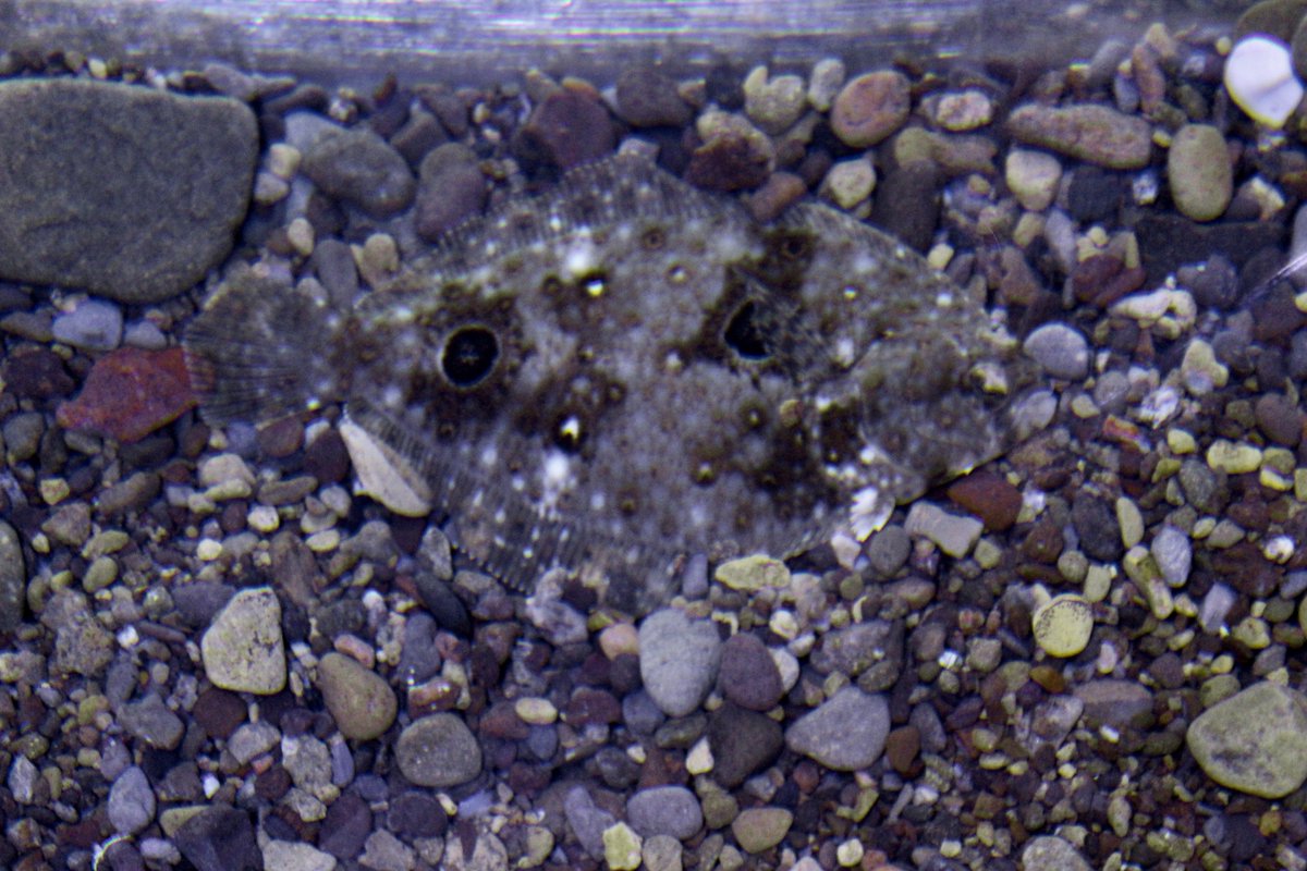 CIMI_Science's tweet photo. #whatisitwednesday This animal is a master camouflager. Can you see what it is and do you know what it's called? 
#cimiscience #camouflage #iminvisible #hideandseek #nature https://t.co/PT64NerrL9