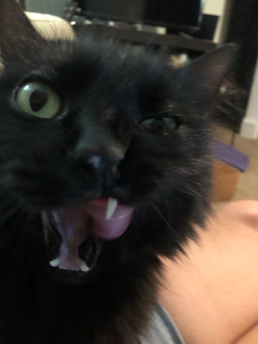 BethOpal's tweet photo. @FuckboisOfLit This is Zim, aka Zimmy, Zimnoch, potato pants. She has opinions about Jonathan Franzen https://t.co/n0HQkD59z0