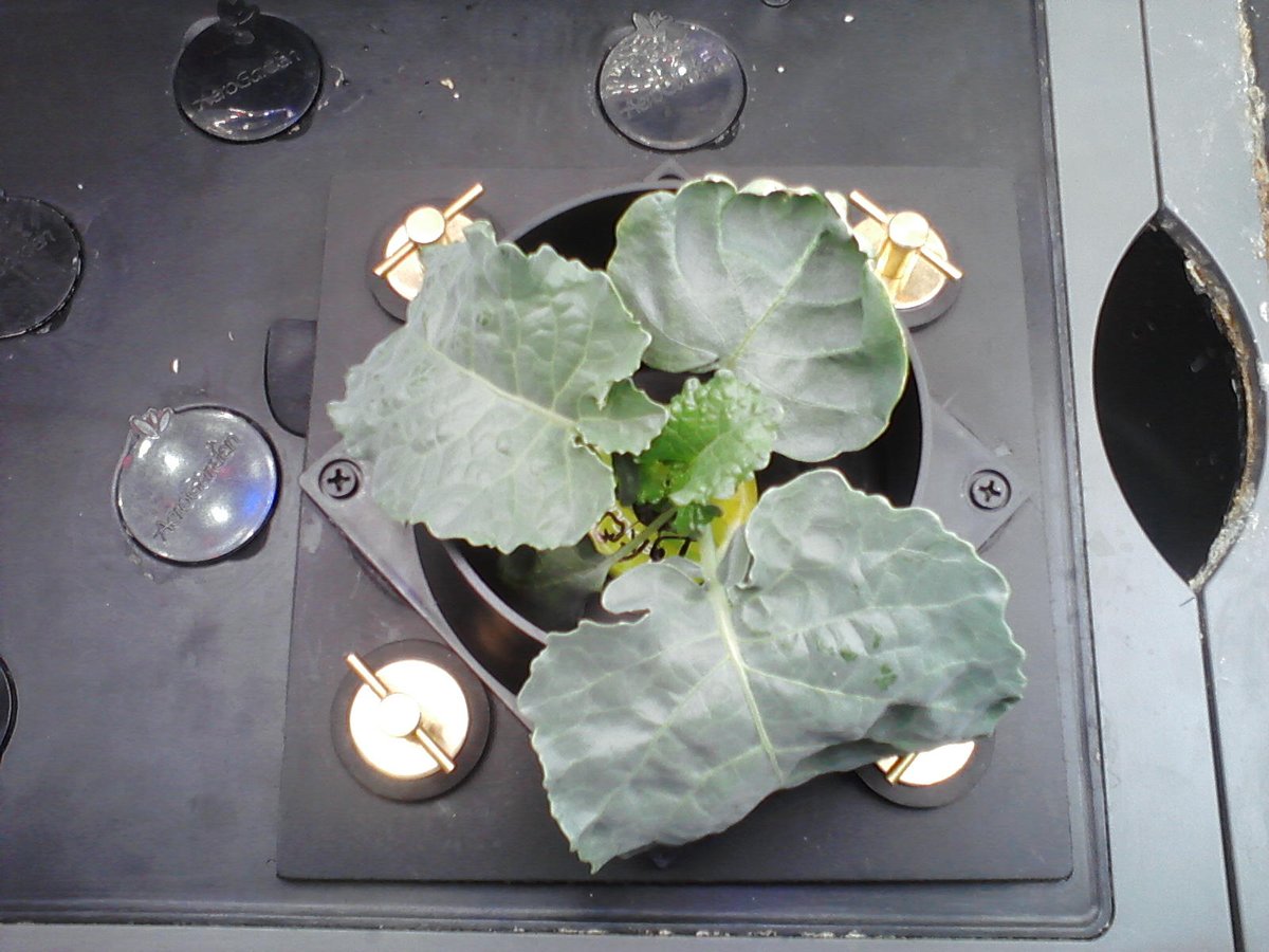 182) Here I have my Broccoli posing w/my new  #Aerogarden pepper holder base, & finally, the base is placed where it will reside until my Anaheim Pepper plant dies, or else otherwise needs to just disappear. I will slip in the foam & cylinder later as needed.Hope it works!