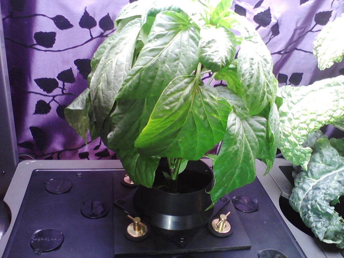 182) Here I have my Broccoli posing w/my new  #Aerogarden pepper holder base, & finally, the base is placed where it will reside until my Anaheim Pepper plant dies, or else otherwise needs to just disappear. I will slip in the foam & cylinder later as needed.Hope it works!