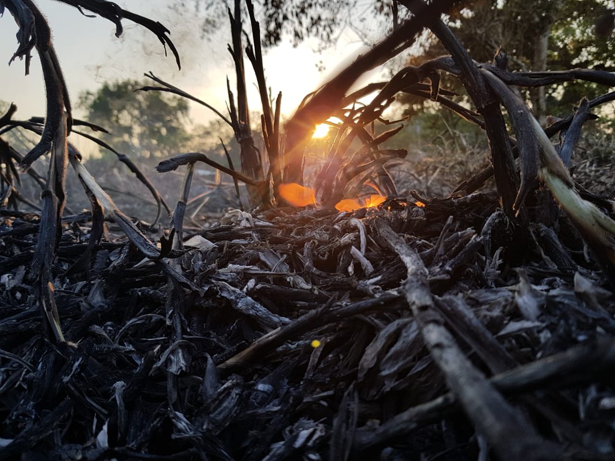 Nar_en19's tweet photo. #bushfires #UNGA #COVID19 https://t.co/aWYxAAbqHZ