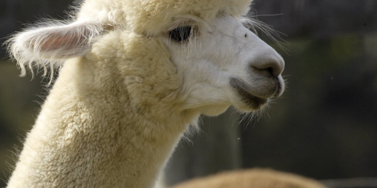 This alpaca just read that hot take you *had* to tweet