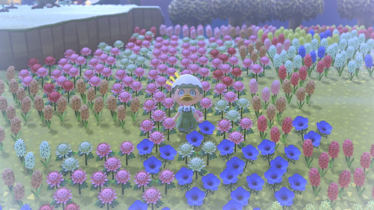 ﾉﾌﾞ もう大変なことになってる手つけたくないー 紫と青のヒヤシンス集めにピンクのヒヤシンスときく集めしてたらもう地獄みた あつ森 あつまれどうぶつの森