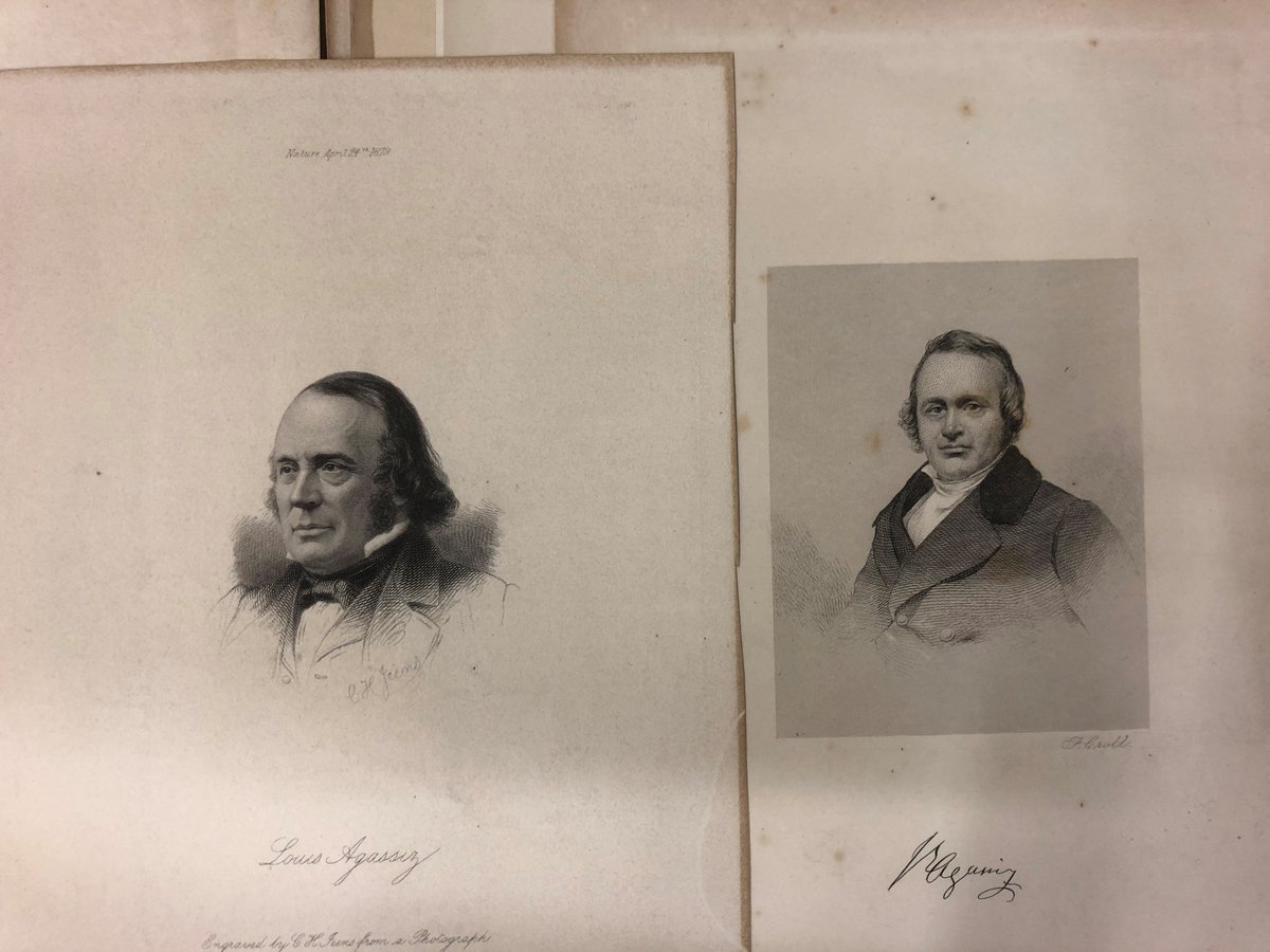 Reading these descriptions we discover new search terms to use -- like  #naturalist -- (not  #naturist though, beware! that is something quite different). Below are some lovely prints of naturalists in our Shortt-Haydon  #portrait collection of  #Agassiz  #Burrowes  #Fletcher  