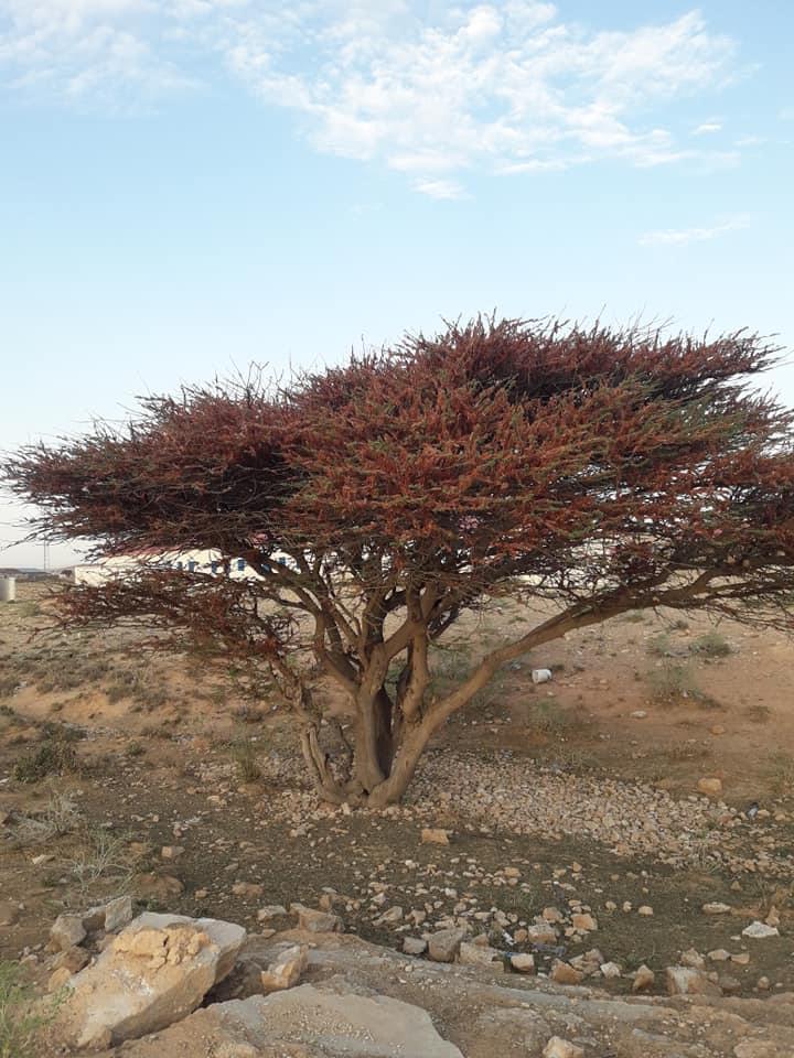 VCInitiative's tweet photo. Locusts ravaging havoc in Sool region contributing immensely to food insecurity in the country https://t.co/bnehMzSmE4