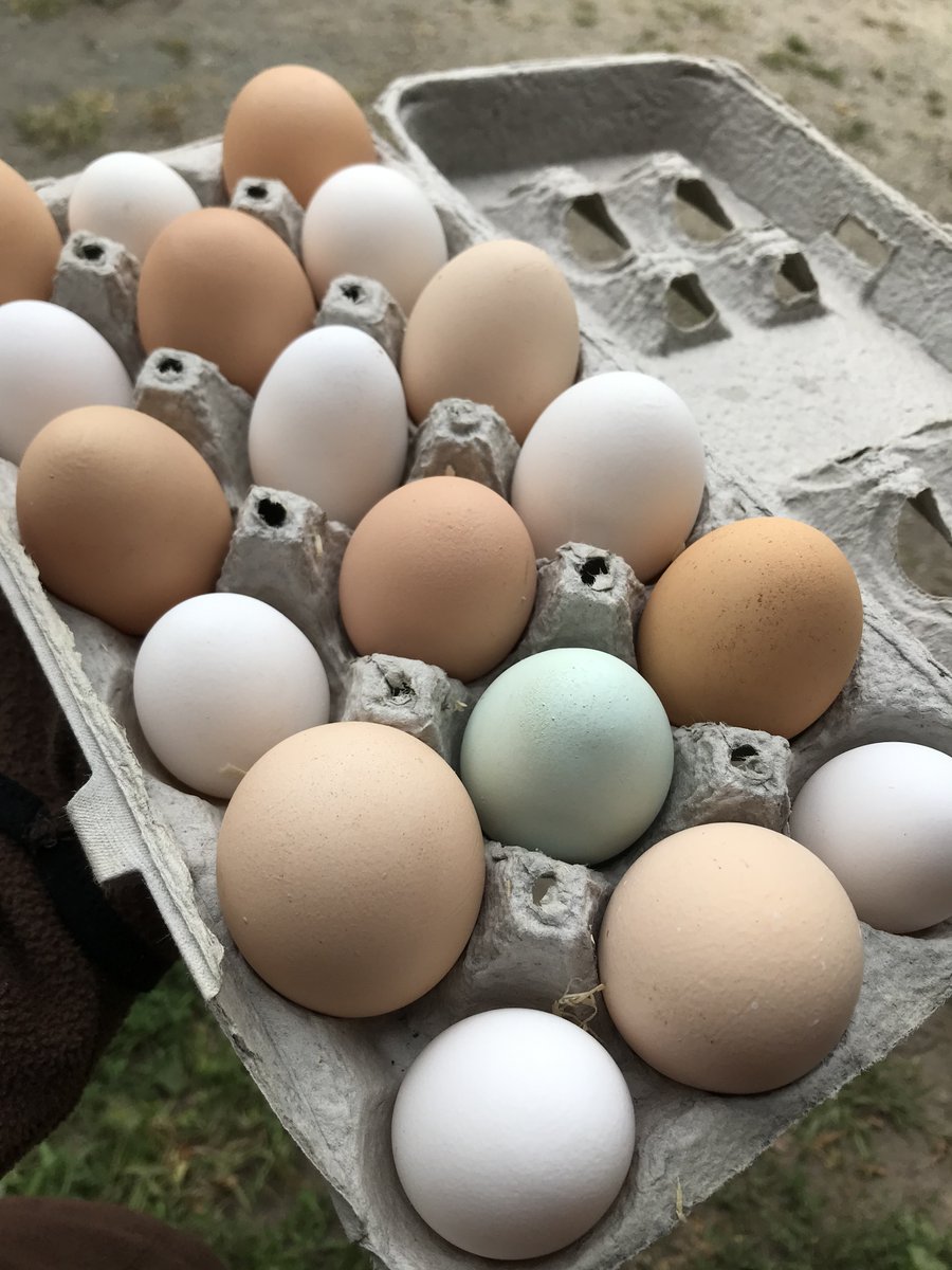 natickfarm's tweet photo. #DidYouKnow different breeds of chickens lay different color eggs? The layer hens we have right now include California whites, Cinnamon queens, Cuckoo Marans, and Easter eggers! 🥚🐓 #organiceggs #localfarm #chickens #organicfarming https://t.co/HBNP4rRrxg