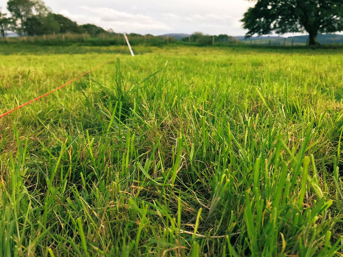 fedwarian's tweet photo. Cows doing what cows do best, three day regrowth coming along nicely π
#GrazingIsAmazing https://t.co/jvFXkeS2Vn