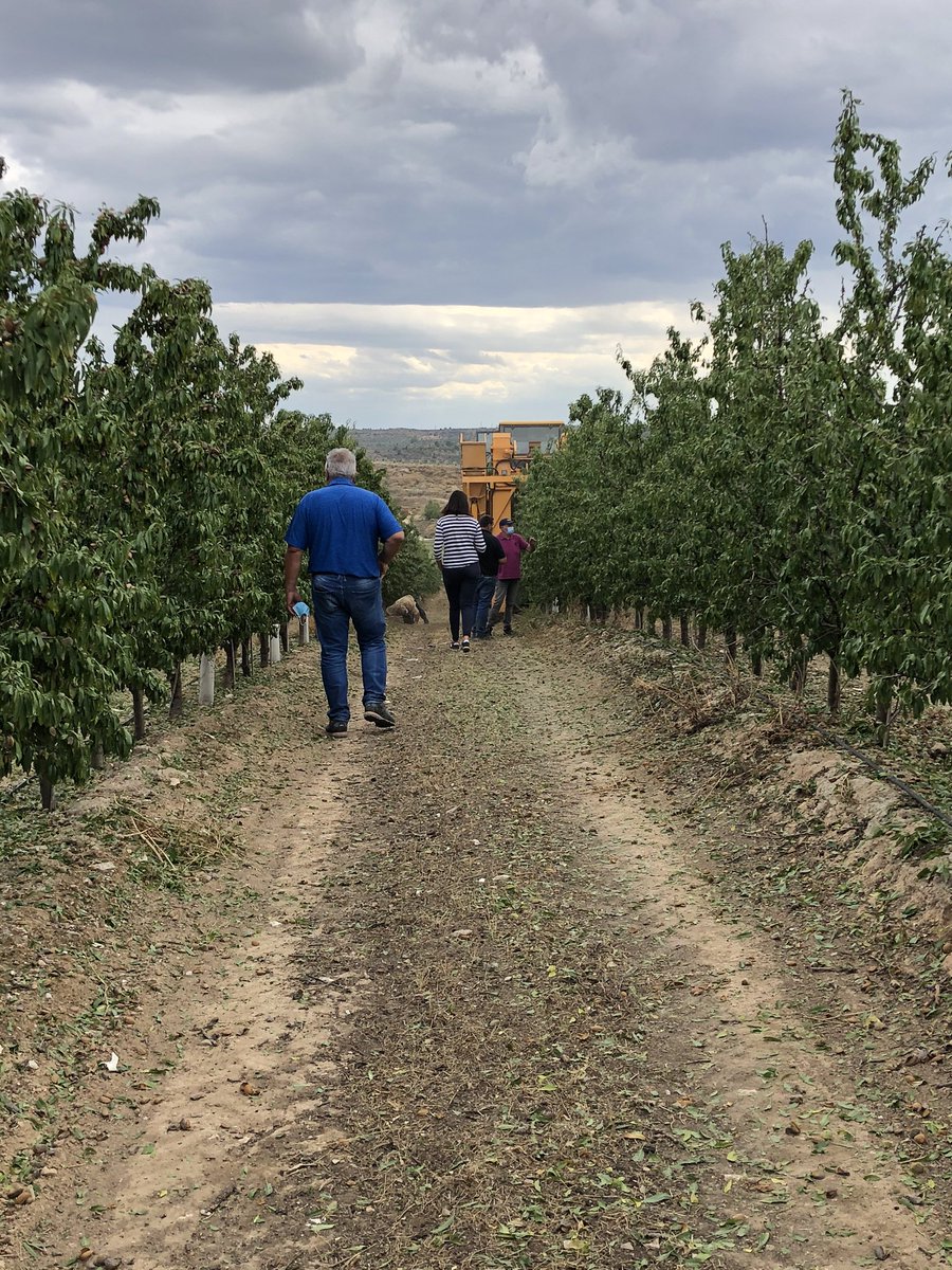 serviplant's tweet photo. Seguimos con la recolección de almendra en nuestras fincas experimentales!! Sorprendidos con los acumulados y la respuesta de estas maquinas de producir almendra!! Arboricultura @serviplant #eficiencia #mecanizacion #produccion https://t.co/QyxHOt7F73