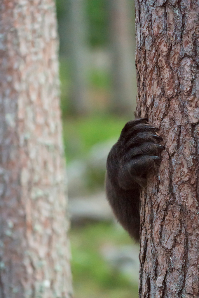 WildSweden tweet media