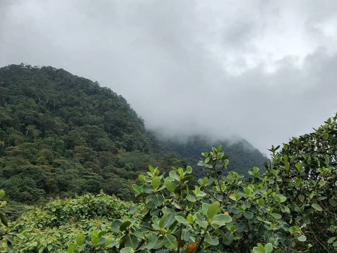 TatiPardo2's tweet photo. Una salida fugaz que hice al parque natural #Chicaque era necesaria para continuar. 
Recomendaciones:
• Si van madrugados pueden escuchar y observar un montón de aves 🐦
• La caminata se hace siempre con tapabocas y guardando distanciamiento
• Lleven su propio refrigerio/agua https://t.co/7qDhMAM7iY