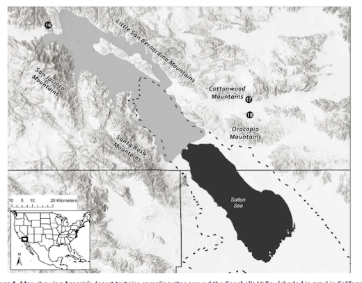 4/7 ...Lovich et al.'s 'Refining genetic boundaries for Agassiz’s desert tortoise (Gopherus agassizii) in the western Sonoran Desert: the influence of the Coachella Valley on gene flow among populations in southern California'  https://escholarship.org/uc/item/54r0m1cq