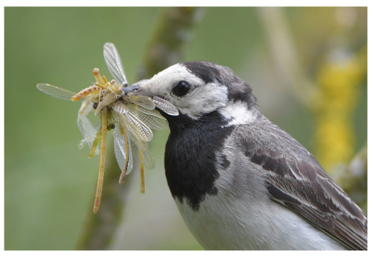 1/7 ... Articles from Frontiers of Biogeography Issue 12.3 include:Beck & McCain's 'Just bird food? – On the value of invertebrate macroecology' at  https://escholarship.org/uc/item/2sd1d21g  #newbiogeo