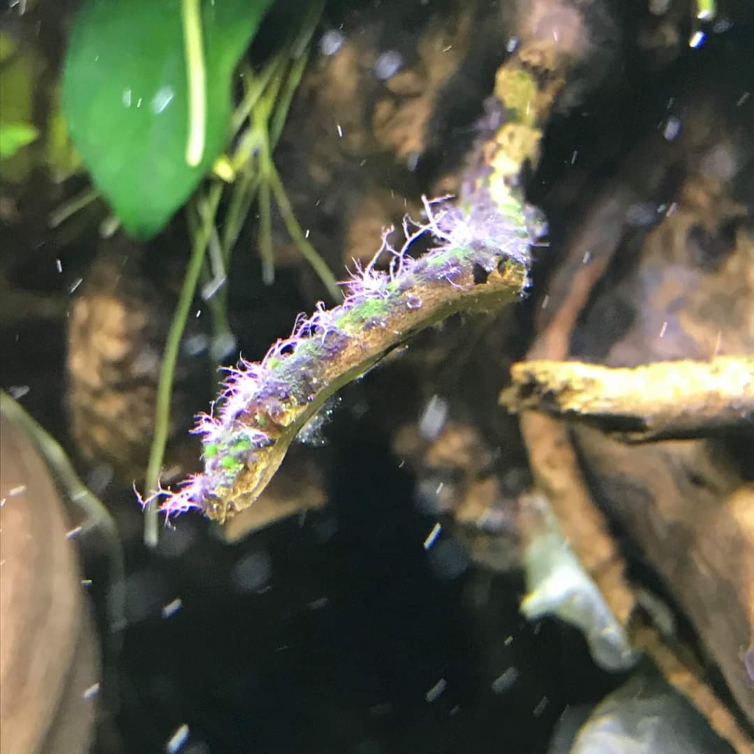 Acuariofiliamad's tweet photo. Staghorn / cuerno de alce quemada con Seachem Flourish Excel.
📷: JJJ en https://t.co/QjHevETfZY
#AcuariofiliaMadrid #algas #algae #staghorn #filamentosa #FlourishExcel https://t.co/YV2TmFp209