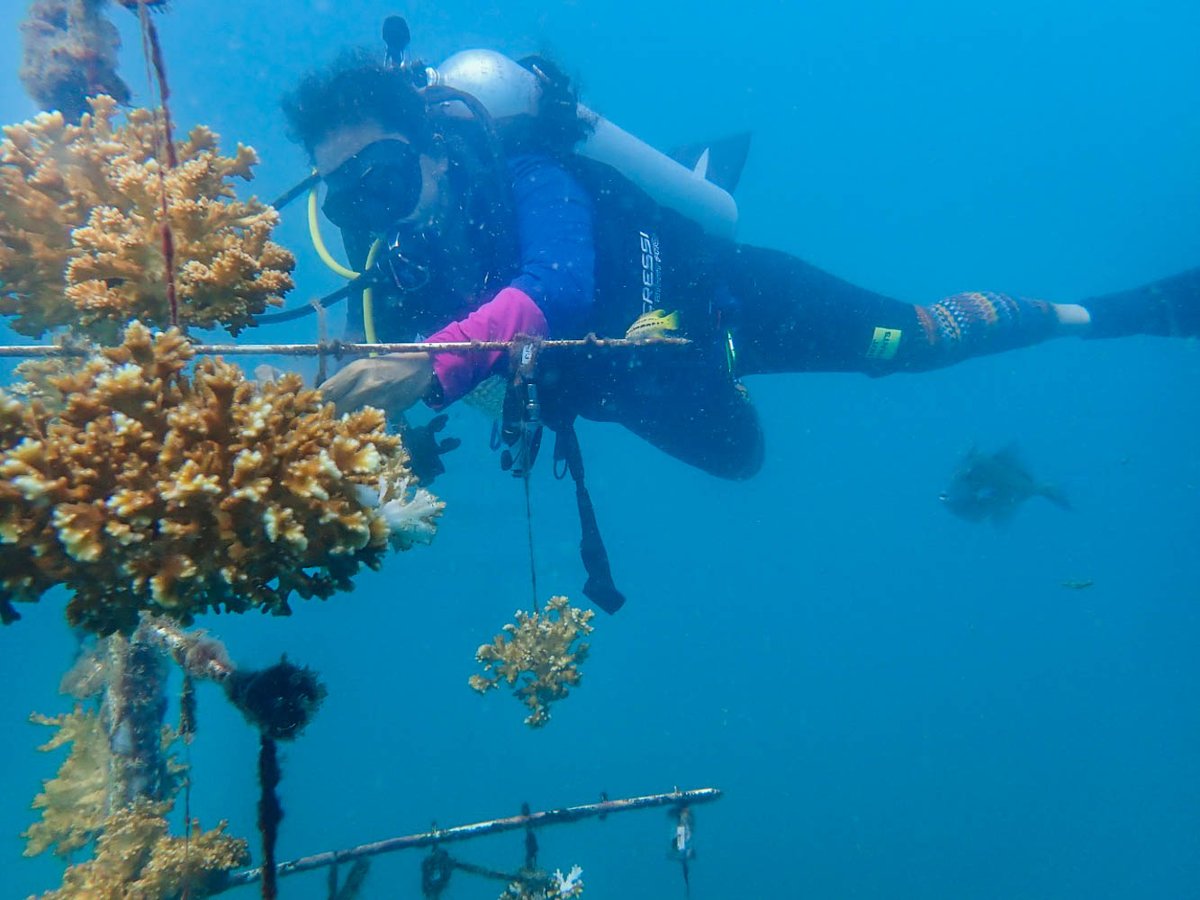 osaconservation's tweet photo. This is what #CoralReefRestoration looks like.
We start small by building coral #nurseries and filling them with baby #corals, but we dream big with plans to #RestoreOurReefs. #coralreef #blueplanet #osaconservation #underwaterphotography #oceandecade #goodember https://t.co/cl8CDNU0cu
