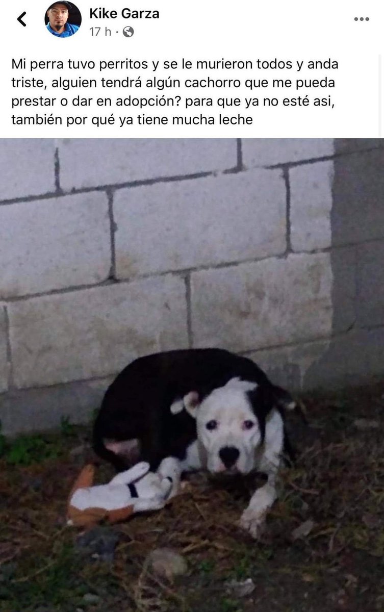 SuavesLomitos's tweet photo. Lo más bonito que van a leer hoy 😍🐶 https://t.co/ZUUDw1ZUXl