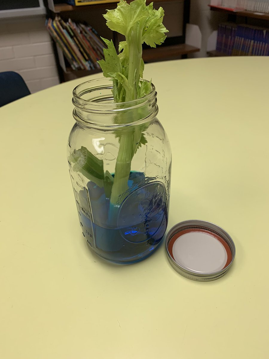 Grade 3’s made a hypothesis, and tomorrow we will see the results of our experiment #ScienceRules @SunnyBulldogs