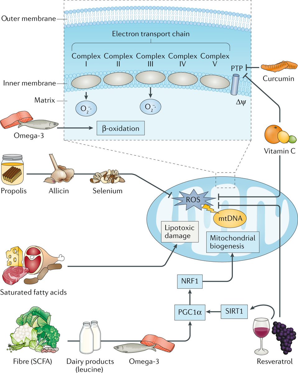 Nature Reviews Nephrology (@natrevneph) on Twitter photo New Review! Food as medicine: targeting the uraemic phenotype in chronic kidney disease by @dmafra30, <a href="/borgesnatalia_/">Natalia Borges</a> , Bengt Lindholm, Paul G. Shiels, Pieter Evenepoel & <a href="/StenvinkelPeter/">Peter Stenvinkel</a> rdcu.be/b7CAd <a href="/RenalUff/">Renal Nutrition UFF</a> New Review! Food as medicine: targeting the uraemic phenotype in chronic kidney disease by @dmafra30, <a href="/borgesnatalia_/">Natalia Borges</a> , Bengt Lindholm, Paul G. Shiels, Pieter Evenepoel & <a href="/StenvinkelPeter/">Peter Stenvinkel</a> rdcu.be/b7CAd <a href="/RenalUff/">Renal Nutrition UFF</a>