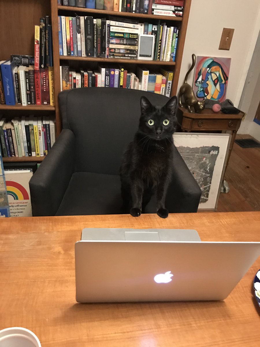 expurriment's tweet photo. Shout out to my advisor, Purrfessor Loki, for helping me learn all the things! #catsofstem #CatsOnTwitter #advisors #mentorship https://t.co/DE0xA5RqHO