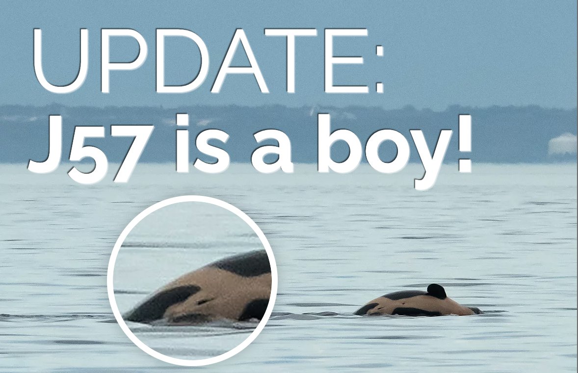 Update: J57 is a boy. This feisty calf was seen last evening near Pt.  Roberts, WA. He was photographed rolling, spyhopping, and swimming  alongside J35, who was actively foraging for food. Photo, image size:1178x760
