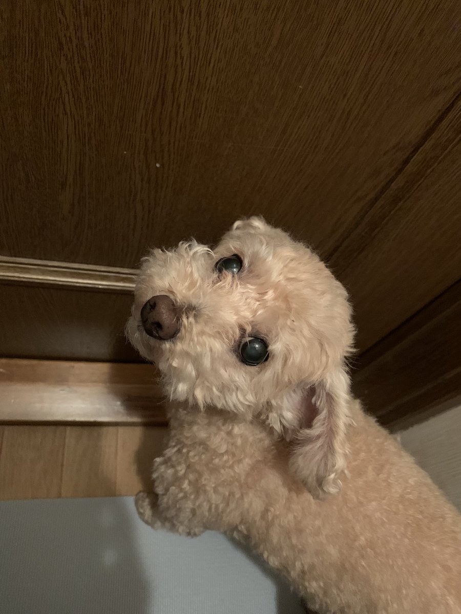 散歩に行く準備がバレたら、ジャンプして「抱っこ抱っこ」と騒ぐのでトイレで同伴です😅
可愛い奴め😆💦
子供達が後追いしてくれた以来だから何年ぶりだろう？この感じ（笑）
#トイプードル
#秘密結社老犬倶楽部
#トイレ
#後追い
#手は掛かるけど幸せ