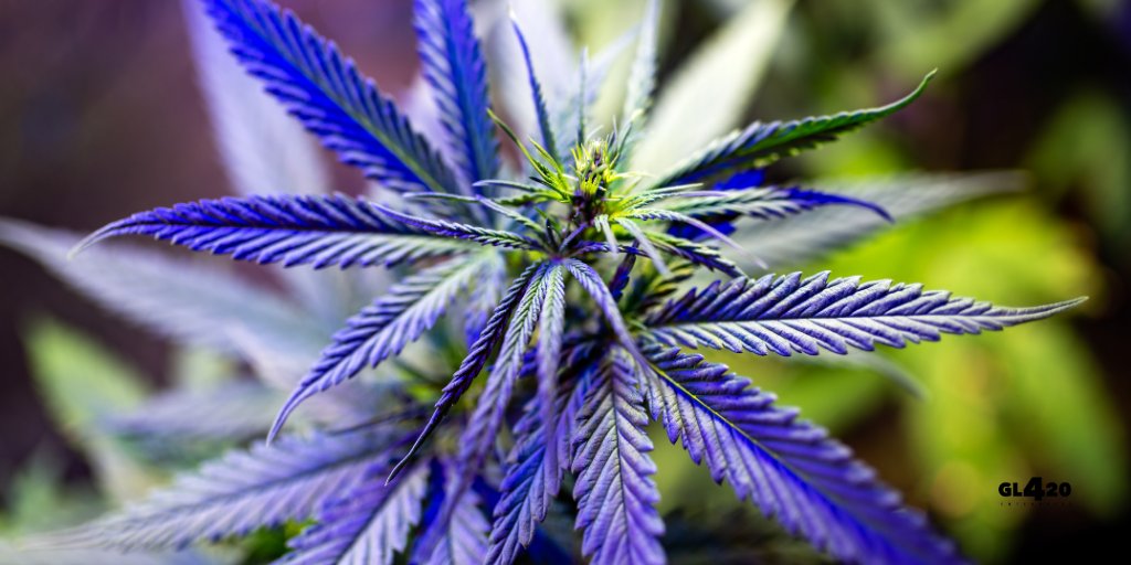 Clonegoddess's tweet photo. We bring a plant-based way to restore emotional balances, limit side effects of stress, and bring you back to your best selves. Visit us online to learn more about @officialgl420  #linkinbio 👆 #growyourmedicine #cannabis #MedicalCannabis #GL420 #BBF #XOTX #710 #410life https://t.co/xiCv6CvlYk