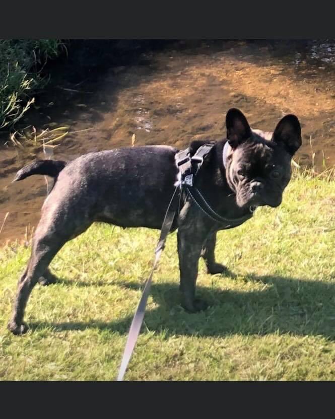 veryluckypugs's tweet photo. 🆘💕🆘 Another stolen dog Nr Orpington, Kent - Betsy, a French bulldog with a long tail - more kids wondering where their dog has gone. Stolen from her garden on bank holiday Monday! 
PLEASE SHARE and let’s get her home too ❤️🐾 https://t.co/QgIlqDDLF4