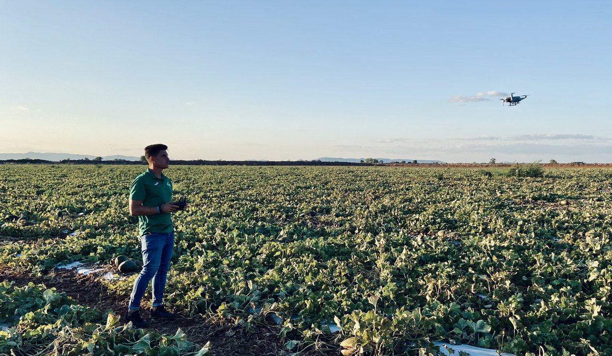 Que bonito finalizar campaña de #melon 🍈 en #CastillaLaMancha viéndolo desde otra perspectiva 😍 #DroneTech <a href="/SeminisIberia/">Seminis Iberia</a>