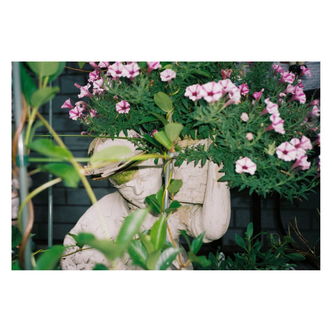 Miroku0310Rose's tweet photo. 『禍福』/ Good and ill luck
*

#うつつ日和
#perfectday 
#seenewworld 
#filmphotography 
#filmisnotdead
#禍福　
#フィルム写真
#35mmfilmphotography
#olympusμ2
#googandillluck https://t.co/4dxbbdHWNz