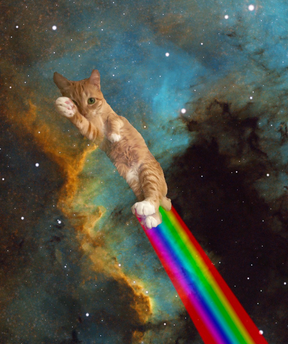 SpacecaseCat's tweet image. Cruising through the Cygnus Wall! Thanks to AstronDan18 on reddit for the space photo!

#spacecat #CatsOnTwitter #cats