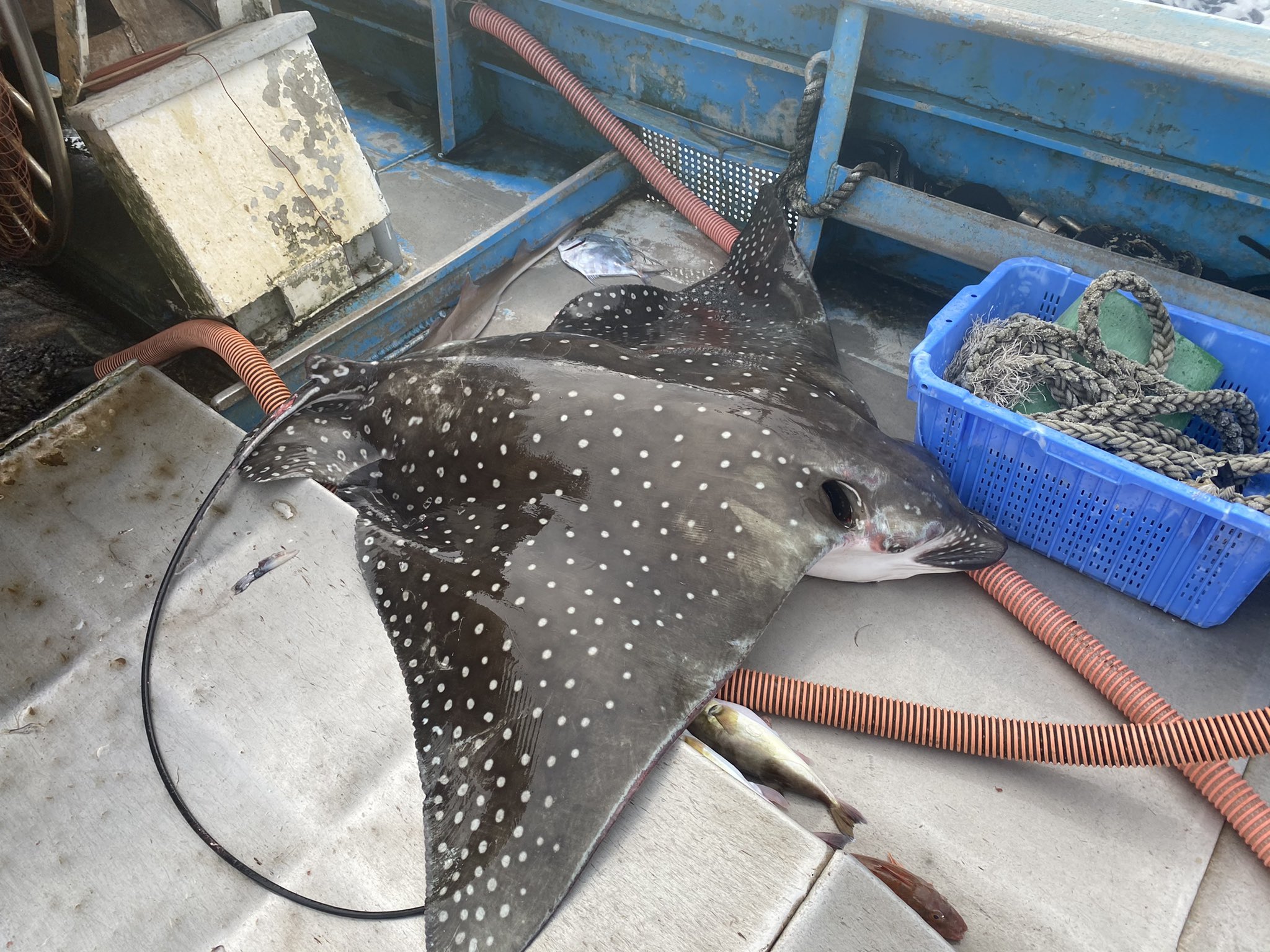 漁師ワタル 朝から珍しいエイが入って来た デカイし重いし何とか苦労して生簀に入れた 活かしてから調べたらマダラトビエイって言う名前で絶滅危惧何処かの水族館とか引き取ってくれませんかね 漁師ワタル 朝から珍しいエイが入って来た デカイし重いし何とか苦労して生簀に入れた 活かしてから調べたらマダラトビエイって言う名前で絶滅危惧何処かの水族館とか引き取ってくれませんかね