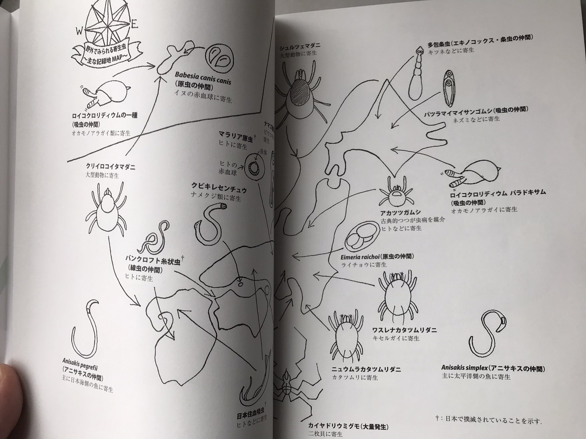 寄生虫のはなし Twitter Search Twitter
