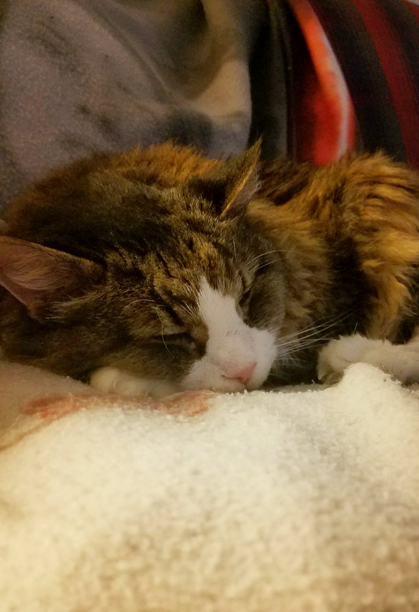 <a href="/OscartheFabCat/">Oscar the Fabulous</a> Cloudy &amp; rainy here so 💤💤💤