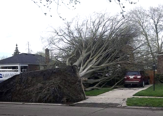 Did that #car get #lucky or what? #myluckyday #naturaldisaster #carinsurance #thishappened #unbelievable #luckyyou #getlucky #carrepair #carrepairs #treefalling #treefell #treefall