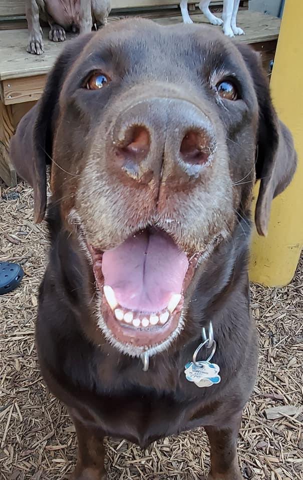 PortRover's tweet photo. Adorable faces.. #portrover #doggydaycare #rottielife #Doodles #makingnewfriends https://t.co/U8UwnJOwvQ