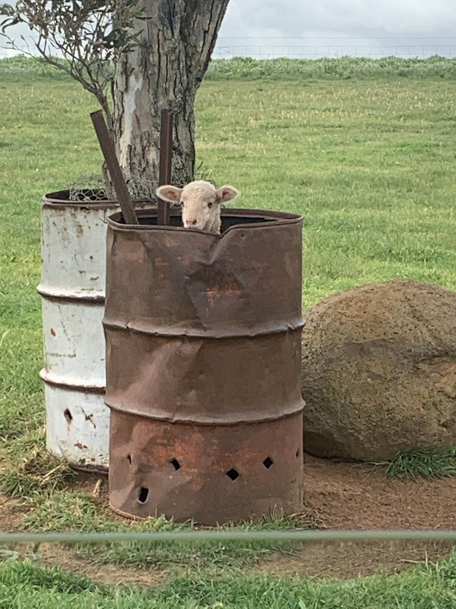 2Stacky's tweet image. New type of tree