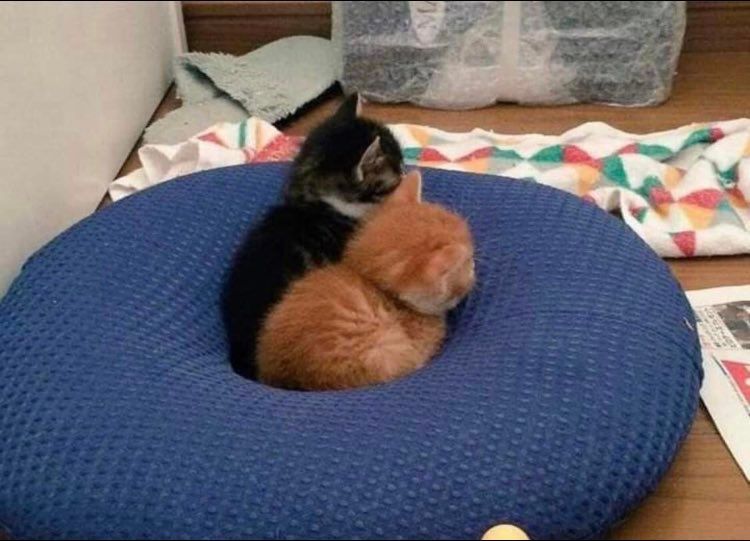 t__________aryn's tweet photo. ป๊ะป๋ากับรินทร์ https://t.co/b2FlAq2P1s