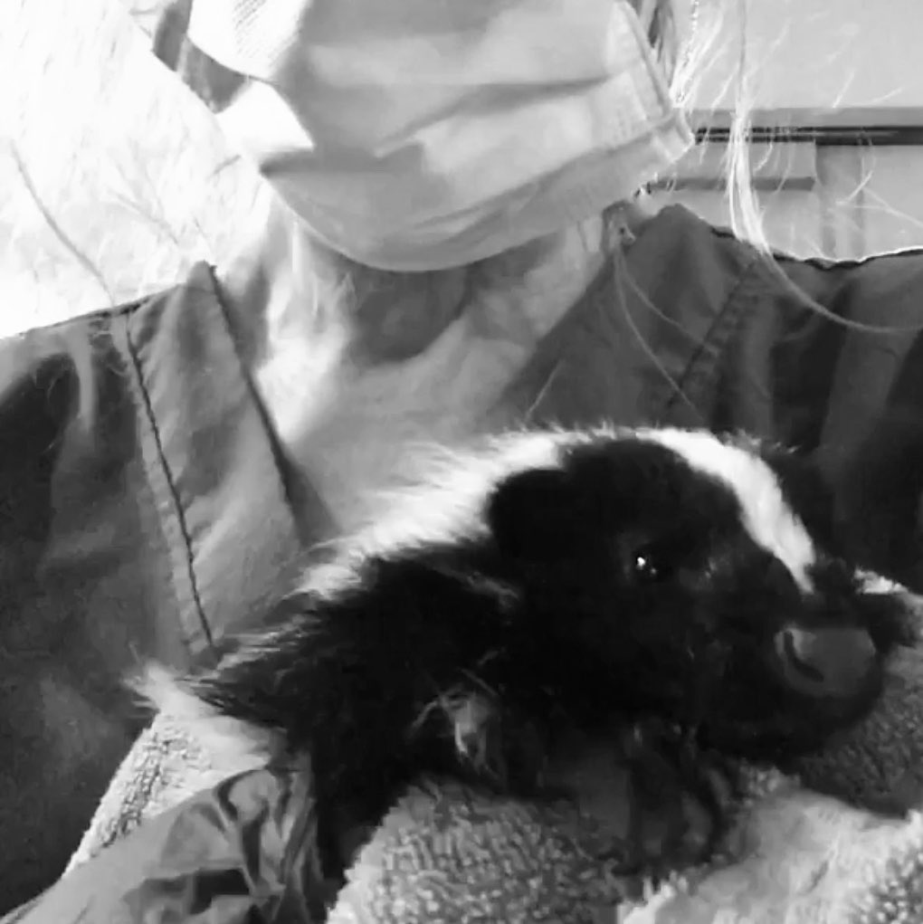 Boston_Wildlife's tweet photo. 😷🦨Masks, 4 your protection! Masks also help protect some species from our germs &amp; keep from socialization to human faces!
#Goldenboughwildlife,#boston,#wildliferehabber,#wildliferescue,#urbanwildlife,#liftyourtail,#urbanwildlife,#skunksofinstagram,#orphanskunk,#maskssavelives https://t.co/IOn8Cc9tGB