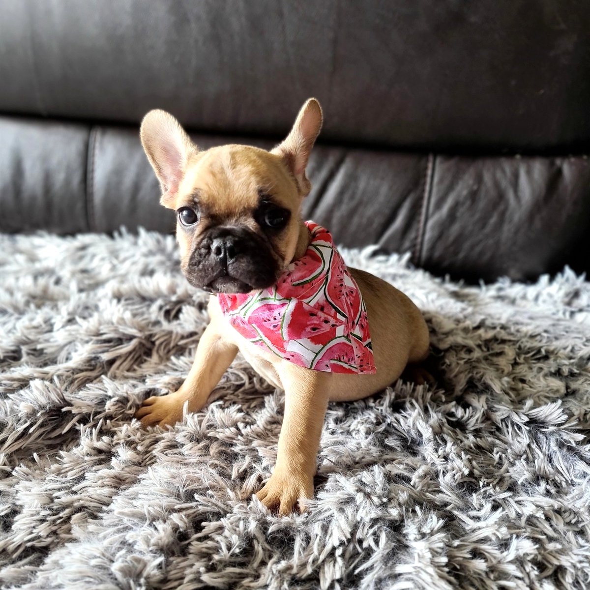 uniquFB's tweet photo. Watermelons are my favourite! 
What's your favourite??
BR101372 
https://t.co/vevR5SlcWh 
#frenchielife #frenchbulldogs #fawnfrenchie https://t.co/3lNIeFAusC