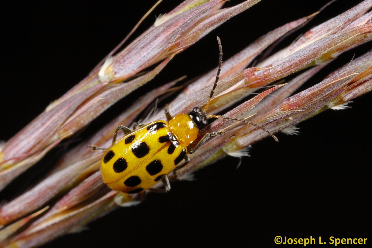 talkingrootworm's tweet photo. It’s a good thing southern #corn #rootworms #SCR adults don’t survive the winter in Illinois! I have seen more SCR (#Diabrotica undecimpunctata) in ‘20 than any recent year. SCR annually infest Illinois from the south, they show up around June 1st. They seem to be everywhere! https://t.co/qzhxUxGopb