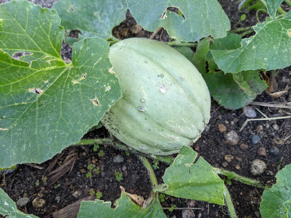 TheRareRabbit's tweet photo. #cantaloupe https://t.co/qzeGV9c76N