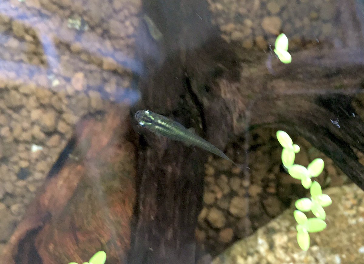 陸河童 トロ舟のほうの黒のおチビ なんとかうまいこと産卵できているみたいで ひとまずアオイソウの根に付いていた3つの卵を救出 けっこう気温低いのに 今日も卵を抱いています ちっこいので一回の数はまだ少ない 無理せずいきなさいよー笑