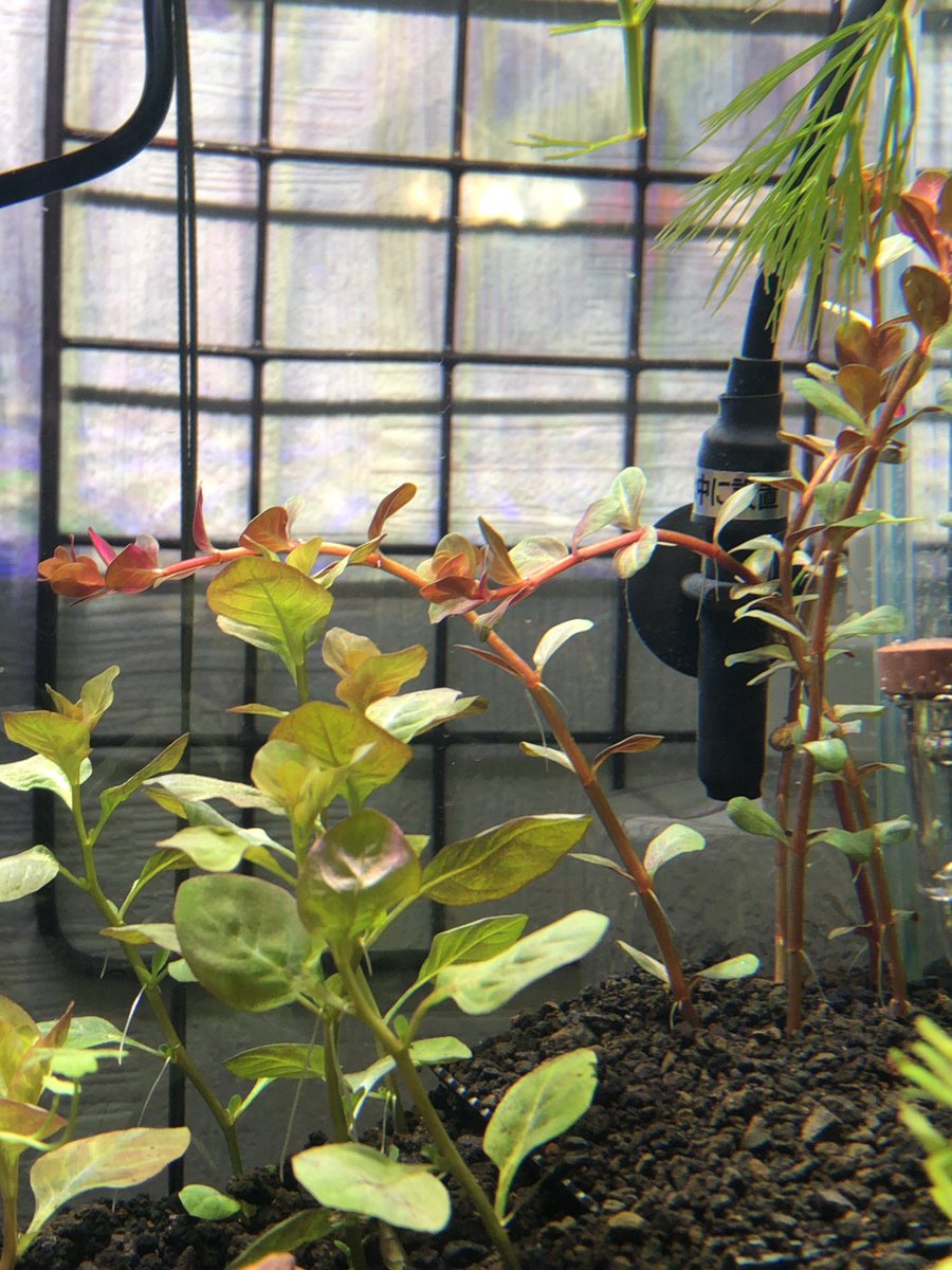 イーブン 植えたロタラ水上葉が曲がってるんだが 今朝見たら葉は上を向いてるし これがロタラの匍匐性なんだろうか ロタラもルドヴィジアもノチドメも水中根らしいものが出てるからといって液肥添加は早計ですかね わからぬことだらけやぁ イーブン 植えたロタラ水上葉が曲がってるんだが 今朝見たら葉は上を向いてるし これがロタラの匍匐性なんだろうか ロタラもルドヴィジアもノチドメも水中根らしいものが出てるからといって液肥添加は早計ですかね わからぬことだらけやぁ
